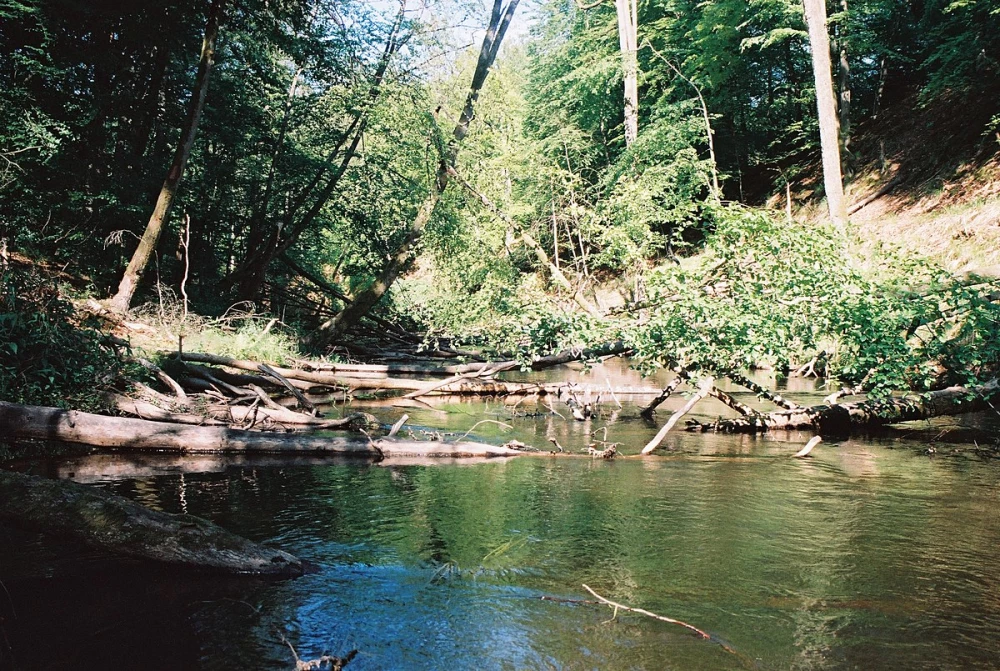 brda in nature reserve przyton 1